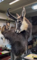 Logo Taxidermia Pedro Segura